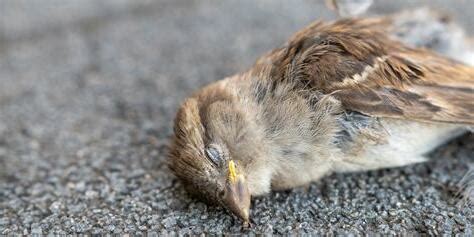 死鳥處理|處理野生禽鳥屍體的安全指引